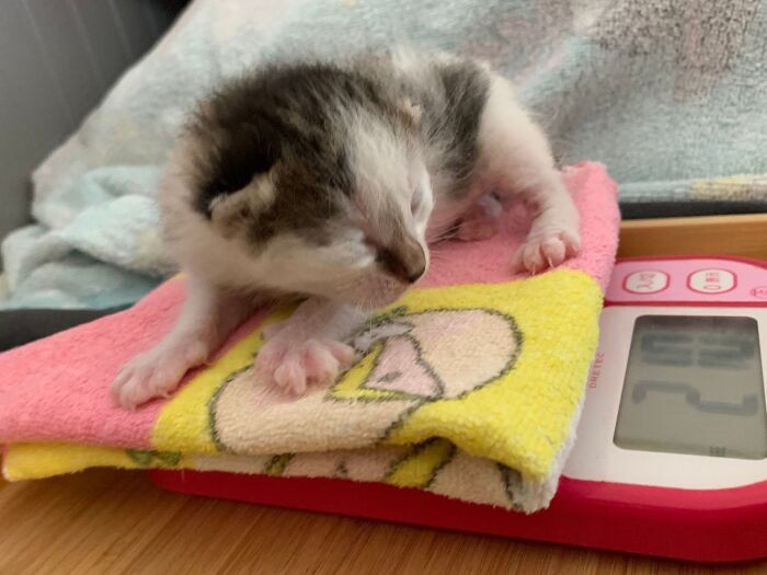 生まれたてのレモン（保護主さん提供）