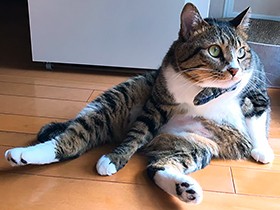 子猫の時から「どっすん座り」　猫の「マック」