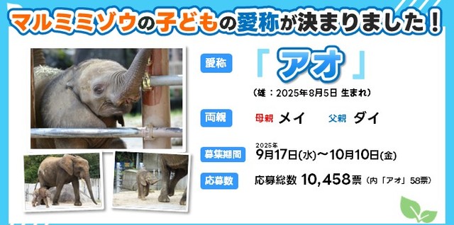 愛称は「アオ」。青く広い空のように元気に大きく育ってとの願いが込められました（安佐動物公園提供）