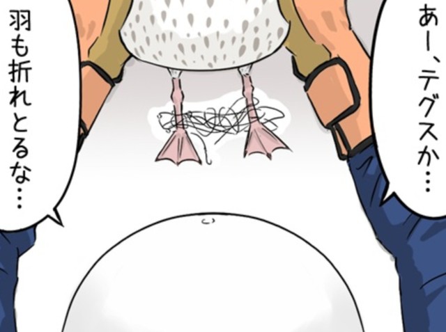 セグロカモメの脚に釣り糸にも使われるテグスが…（タニシさん提供）