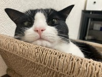 口元が可愛いってママが言うの