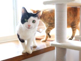 犬１匹、猫８匹のにぎやか家族　この子たちのために、私は生きる！