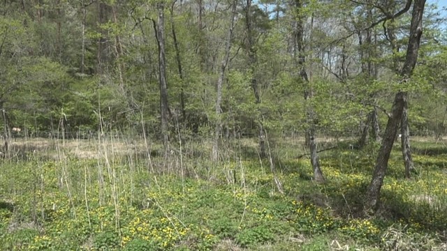 リュウキンカの花が見頃　岡山