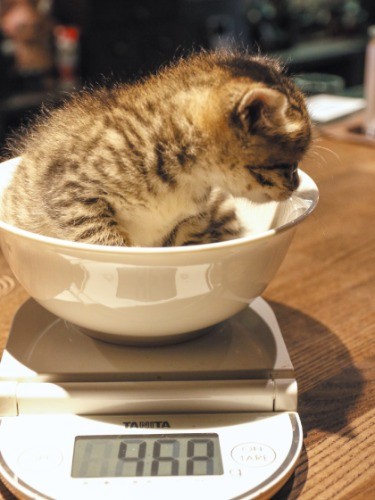 保護して26日目。すくすくと育ち、体重は460グラムに