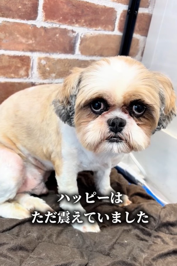 どんなに声を掛けても、震えていたハッピーくん（「anifareマークイズ福岡ももちシェルター」提供、Instagramよりキャプチャ撮影）