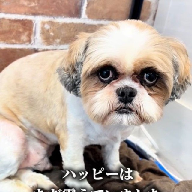 どんなに声を掛けても、震えていたハッピーくん（「anifareマークイズ福岡ももちシェルター」提供、Instagramよりキャプチャ撮影）