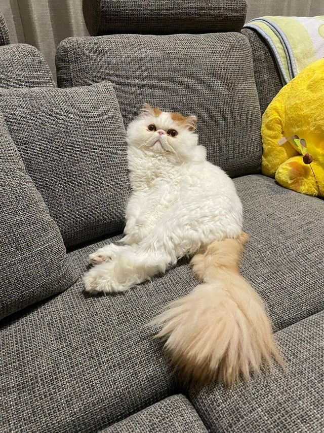 「ソファで寛いでるもけちゃん」（提供：もけもけ@エキゾチックロングヘアさん）