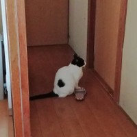 リモート授業が終わるのを、扉を見つめて待っているヌンヌンちゃん（提供：六花チヨさん）