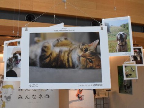 ｓｉｐｐｏ写真展「みんなイヌ、みんなネコ」　東松山でも開催