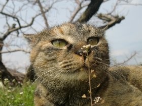 自然のままに暮らす“縁側ネコ”　強く、かわいい里山での暮らし