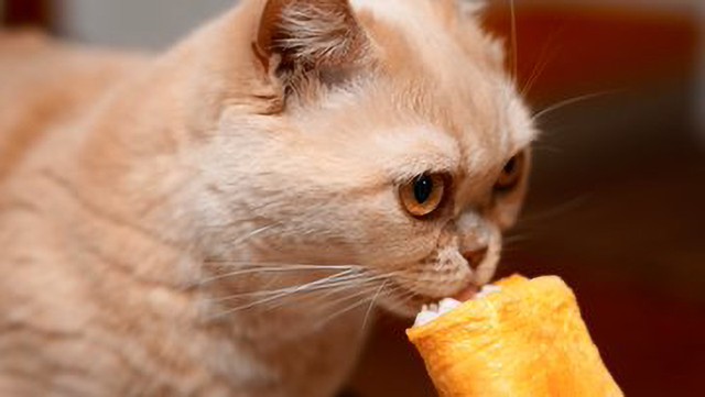 恵方巻きを味わうととろちゃん（画像提供：ちい むう ととろさん）