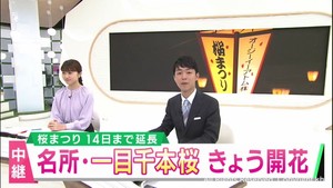 宮城県の桜の名所　白石川沿いの一目千本桜　見頃は８日ごろに