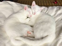 お迎えから4カ月後の心ちゃん、空ちゃん（画像提供：ねこいろ日記さん）