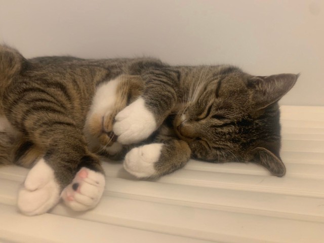 まだ手を出していない人は「ダメ、絶対」（提供：ねこまるすいさん）