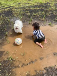 レイちゃんの八丈島ナンバーワンは、水たまりがある自宅のお庭。ちなみにお風呂に入った次の日です…（提供：タレ目の犬(ポメラニアン)さん）