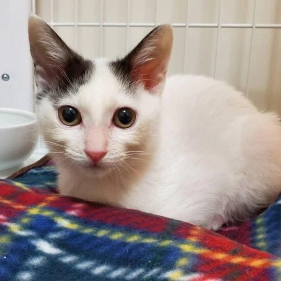 家にきたころの「結生（むう）」