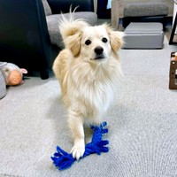 「遊ぼう？」と目を輝かせるとろろくん（画像提供：ポメックスのとろろくん）