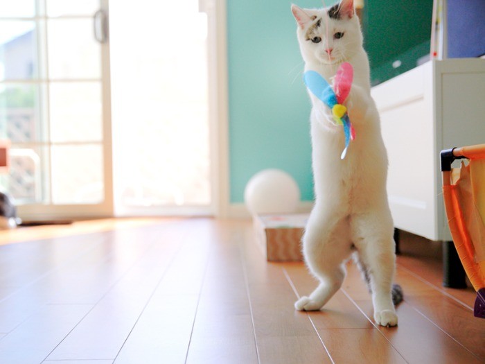 遊ぼよー！猫じゃらしに食いつきます。