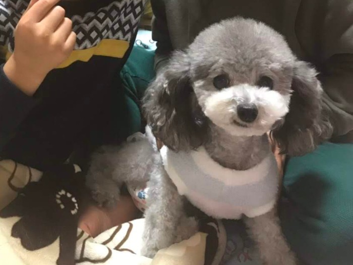 初トリミング後のすずちゃん。洋服も買ってもらった