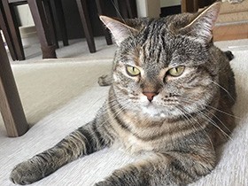 むちむちボディが魅力的　足長マンチカンの「あんず」