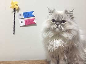 人見知りしないよ　甘えん坊のヒマラヤン「ぽこ・くめーる」　