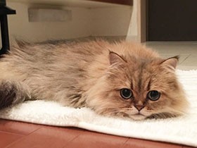 玄関マットでぺったりくつろぎ中　マイペースなチンチラ「りん」