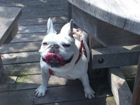 鼻ぺちゃ犬は要注意！ 呼吸しづらい「短頭種気道症候群」とは