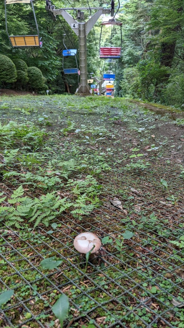 翌日には「傘が開き平凡な見た目のキノコになっていました」（高尾山ケーブルカー提供）