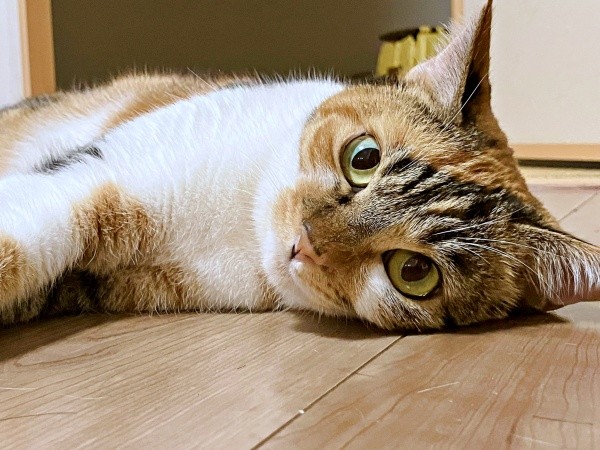 ゴロンと寝そべるひなちゃん（画像提供：ひなてまリンさん）