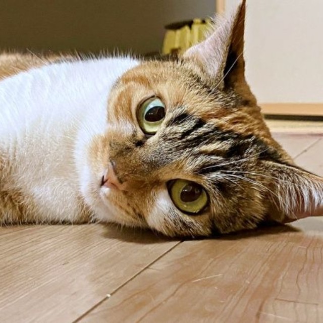 ゴロンと寝そべるひなちゃん（画像提供：ひなてまリンさん）