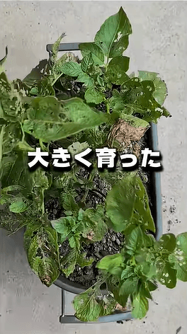 プランターに植え替えて2カ月、大きく育ったじゃがいも／つりきっぷさん（@KIPP）提供