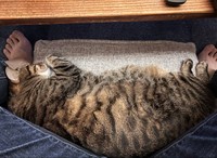 スヤァ…（画像提供：宗方脩さん）