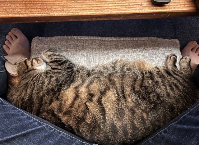 スヤァ…（画像提供：宗方脩さん）