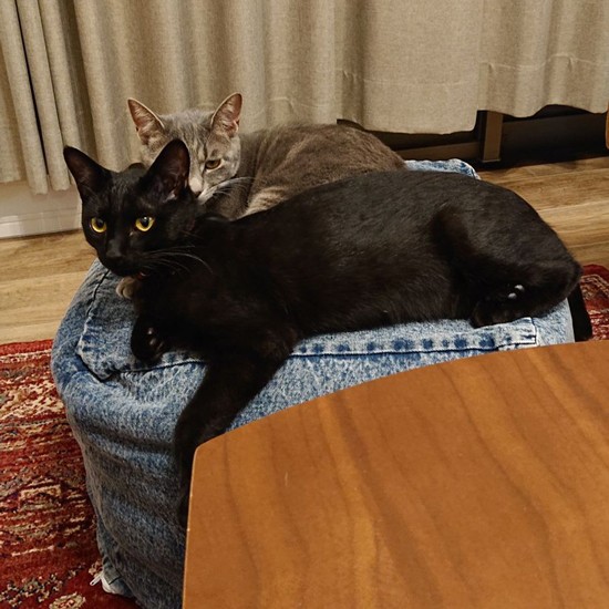 居間の2匹（恵里さん提供）