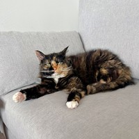 新しいソファを気に入ったエカちゃん（画像提供：sakosakoさん）