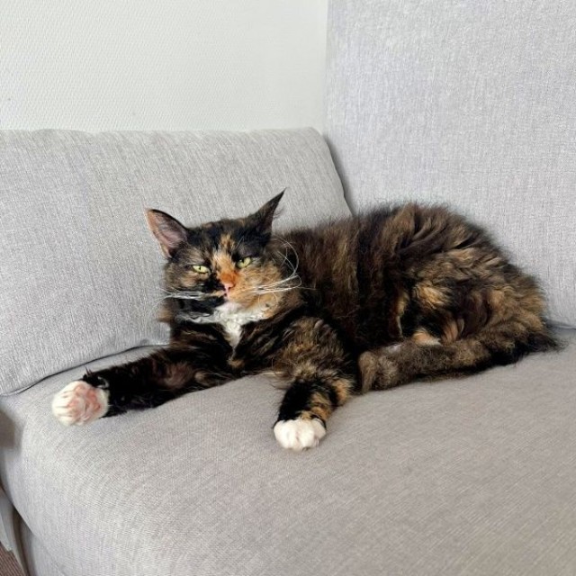 新しいソファを気に入ったエカちゃん（画像提供：sakosakoさん）