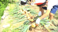 小豆島の小学生がタマネギ農家で収穫を体験　香川