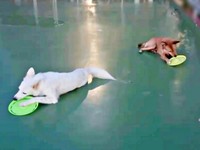 フリスビーは投げない！ 一緒にガジガジする（左から）サクマくん、テンマくん（画像提供：あきのりさん）