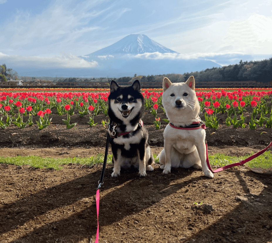 こちらもめでたい！富士山を背景にポーズばっちり
