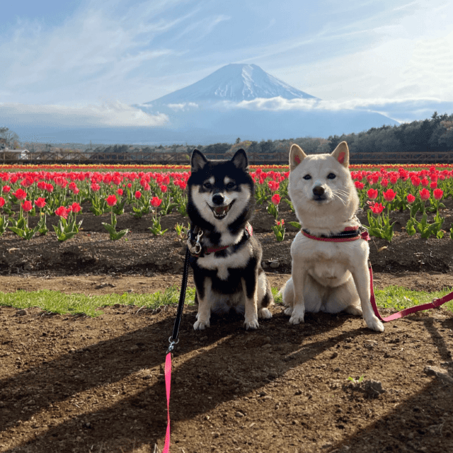 こちらもめでたい！富士山を背景にポーズばっちり