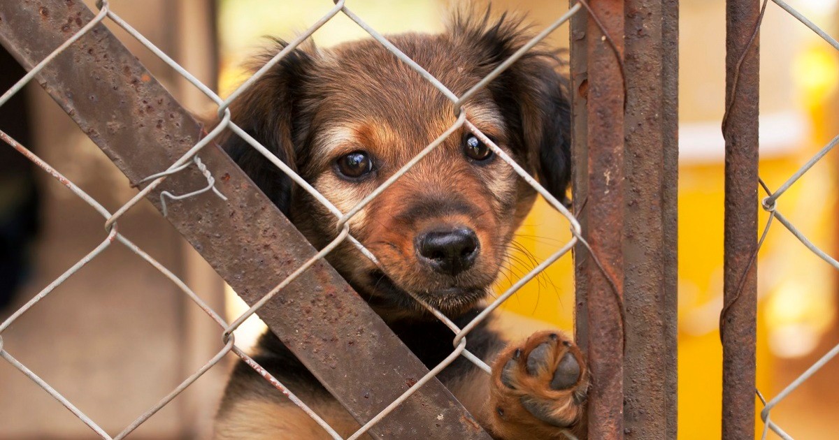 劣悪な環境から犬や猫を助けたい 立ちはだかる 所有権のカベ どう打ち破る 犬 猫との幸せな暮らしのためのペット情報サイト Sippo