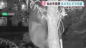 無人カメラにクマ　出没が相次ぐ仙台・宮城野区の梅田川河川敷