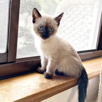 保護から約4カ月後、窓辺に佇むおこげちゃん（画像提供：コハちゃん）