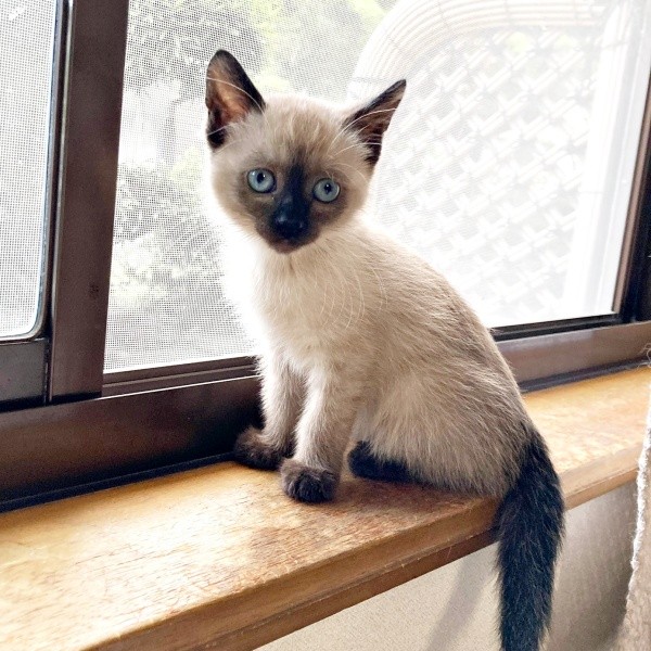 保護から約4カ月後、窓辺に佇むおこげちゃん（画像提供：コハちゃん）