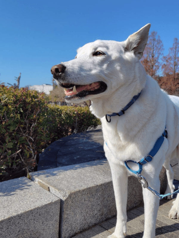  青空の下、お散歩を楽しむテラゾーくん（画像提供：テラゾーさん）