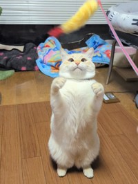 前世の記憶が邪魔をして抱っこさせてくれませんが、お母さんと遊んでくれることも