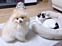 仲良しきょうだい♡ （左から）ポメラニアンのアポさん、ハルさん（画像提供：APO（ポメラニアン）さん）