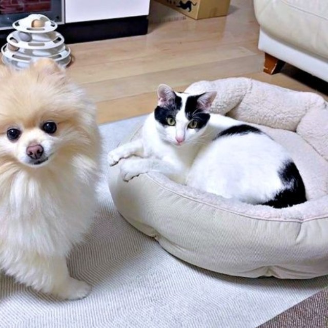 仲良しきょうだい♡ （左から）ポメラニアンのアポさん、ハルさん（画像提供：APO（ポメラニアン）さん）