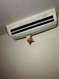 起きてふと見上げるとーー飼い主さんをじっと見つめていたしょうくん（画像提供：ななみさん）