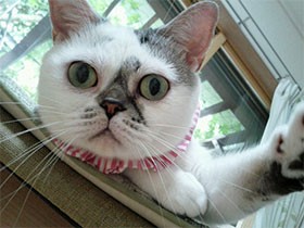 猫カフェで出会い、ペットロスから救ってくれた保護猫「小春」